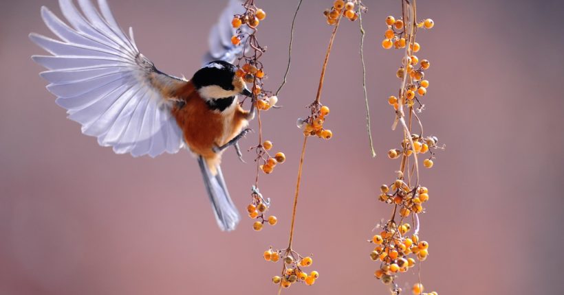 fly in bird